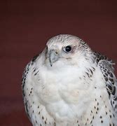 Image result for Fastest Animal Peregrine Falcon