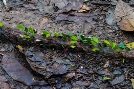 Image result for Leafcutter Ant Farm