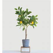 Image result for Drarf Lemon Tree in Pot