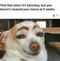 Image result for Clean Work Memes Funny Animals