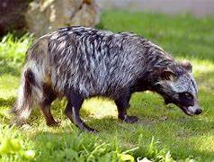 Image result for Raccoon Dog Bush Dog