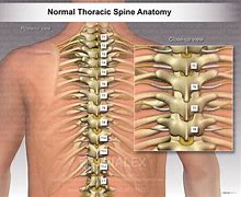 Image result for Thoracic Spinal Nerves Chart