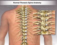 Image result for Thoracic Spinal Nerves