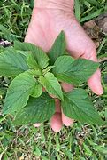 Image result for 5 Leaf Weed Identification