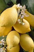 Image result for Patio Lemon Tree