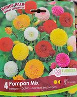 Image result for Pompon Dahlia Bulbs