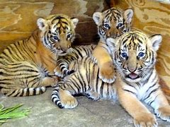 Image result for Baby Malayan Tiger Cubs