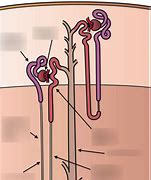 Image result for Excretory System Diagram Complex