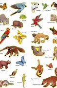 Image result for Flying Animals with 4 Feet