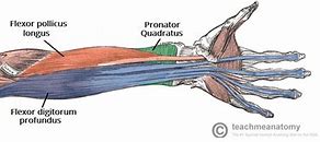 Image result for Flexor Retinaculum Forearm