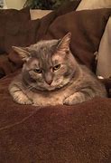 Image result for Fat Cat Stare Meme