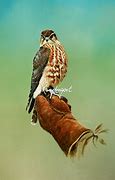 Image result for Immature Merlin Bird