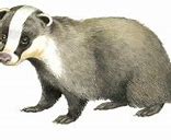 Image result for Badger Logo.png