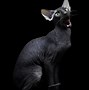 Image result for Proud Black Cat