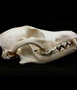 Image result for Coyota Skull