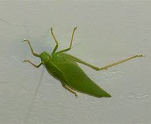 Image result for Big Leaf Bug