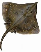 Image result for Common Skate