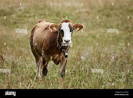 Image result for Baby Bell Cow