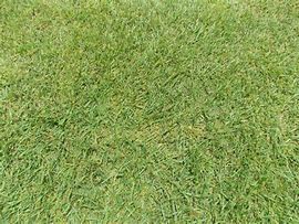 Image result for Zorro Zoysia