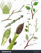 Image result for Corm Botany