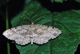 Image result for Large Ohio Moth