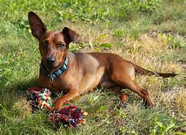 Image result for Miniature Pinscher