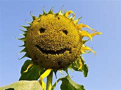 Image result for Sunflower Smile Graphic