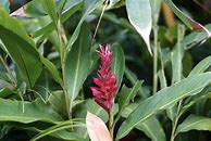 Image result for turmeric plant flower