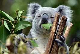 Image result for Los Koalas