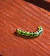 Image result for Box Tree Moth Caterpillar