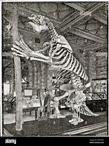 Image result for Giant Ground Sloth Skeleton