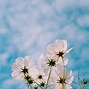 Image result for Cosmos Flower Background