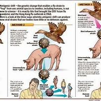 Image result for Swine Flu Virus Structure