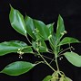 Image result for Camphor Tree Images