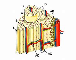 Image result for Osteon Labeling