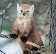 Image result for Black Pine Marten