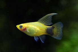 Image result for Platy Fish Life Cycle