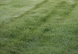 Image result for Zorro Zoysia