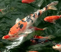 Image result for Carpa Koi