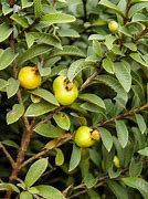 Image result for Mini Guava