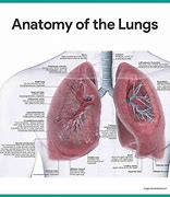 Image result for Human Anatomy Spine and Lungs