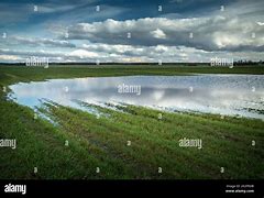 Image result for Giant Puddle Dog