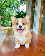 Image result for Adorable Baby Corgi