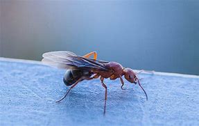 Image result for Flying Ant Looking Creatures