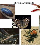 Image result for Arthropoda Phylum Tree