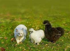 Image result for Miniature Chickens