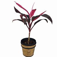 Image result for Dracaena Merah