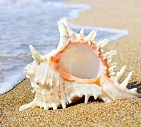 Image result for Picture of Beach Sand and Sea Shells