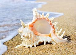 Image result for Sea Shells Wallpaper 4K