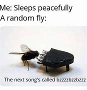 Image result for Fly Meme